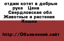 отдам котят в добрые руке › Цена ­ 0 - Свердловская обл. Животные и растения » Кошки   